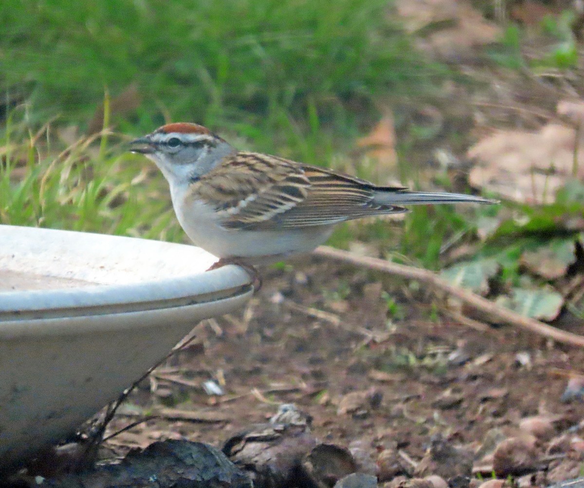 Chipping Sparrow - ML618205689
