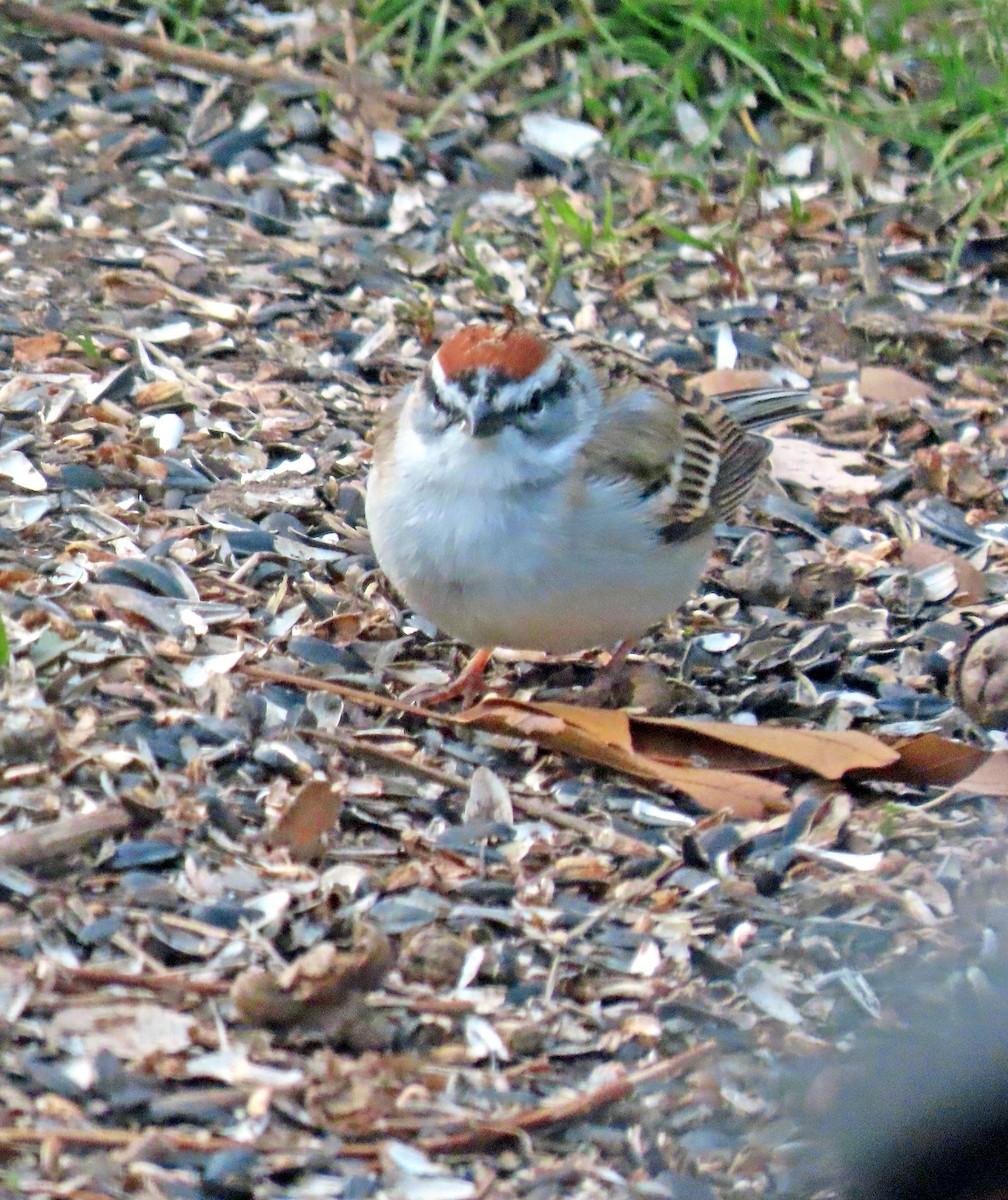 Chipping Sparrow - Shilo McDonald