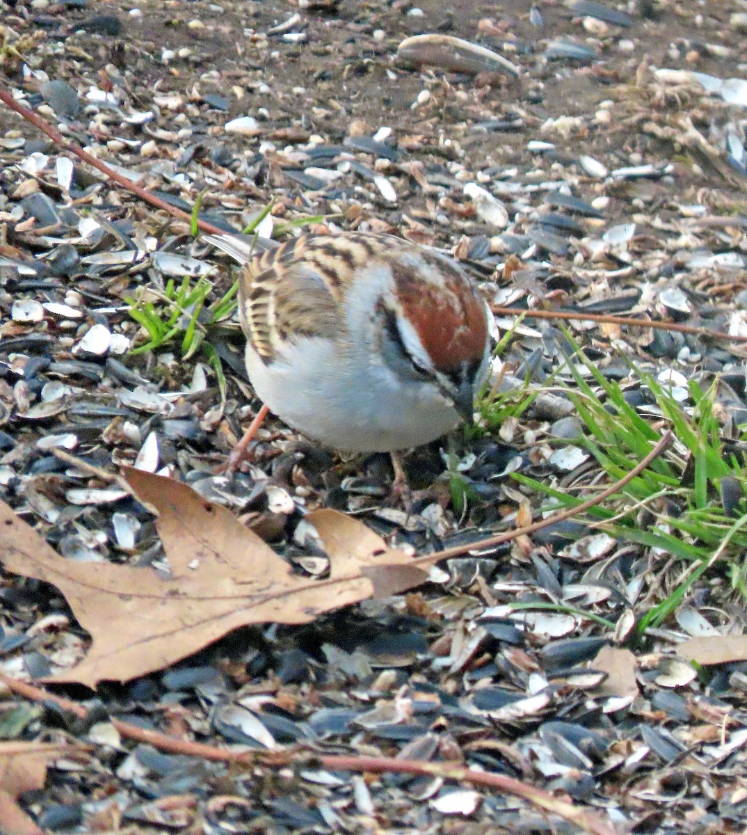 Chipping Sparrow - ML618205693