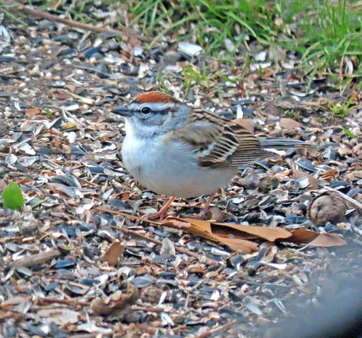 Chipping Sparrow - ML618205694
