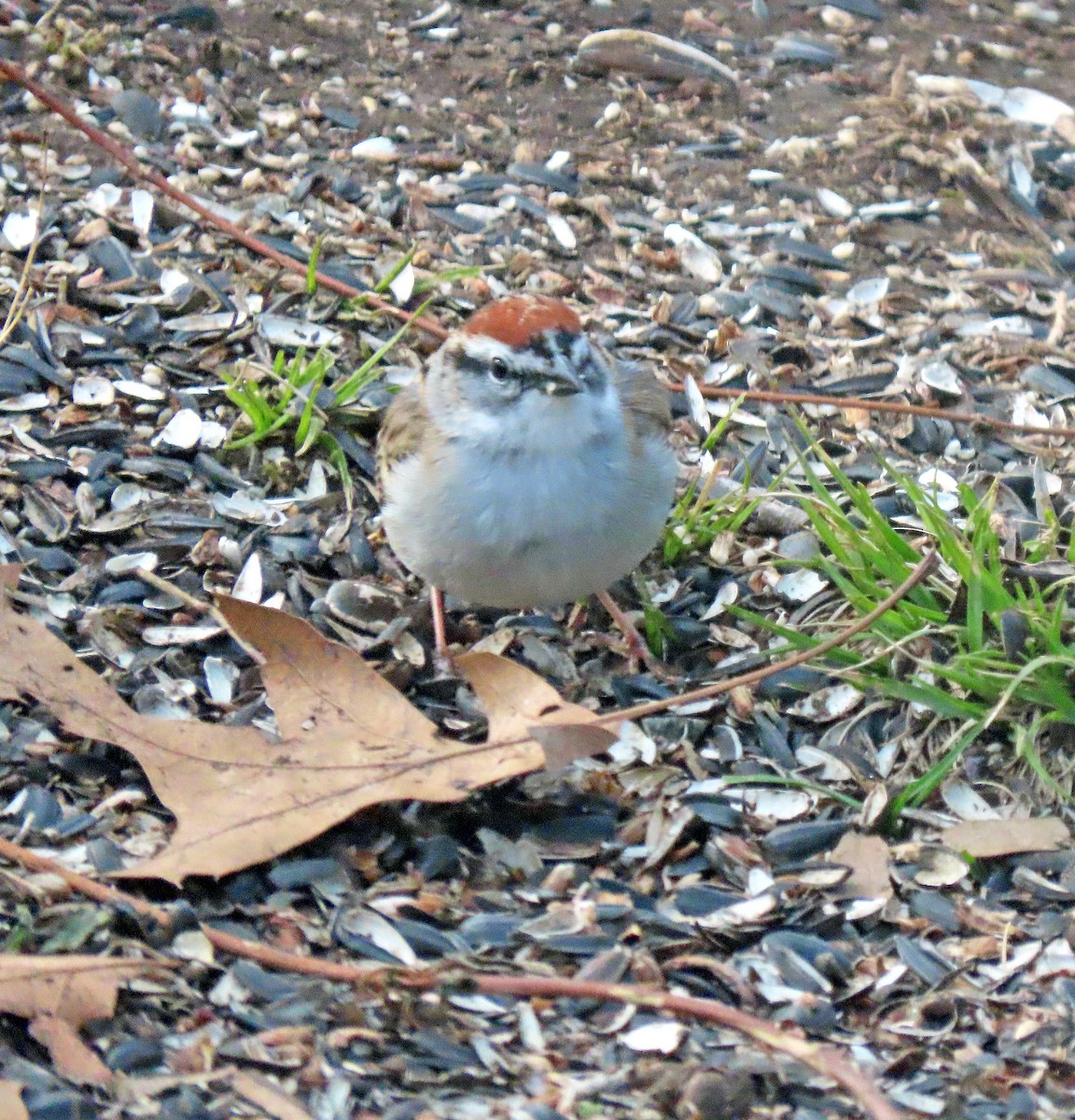 Chipping Sparrow - ML618205695