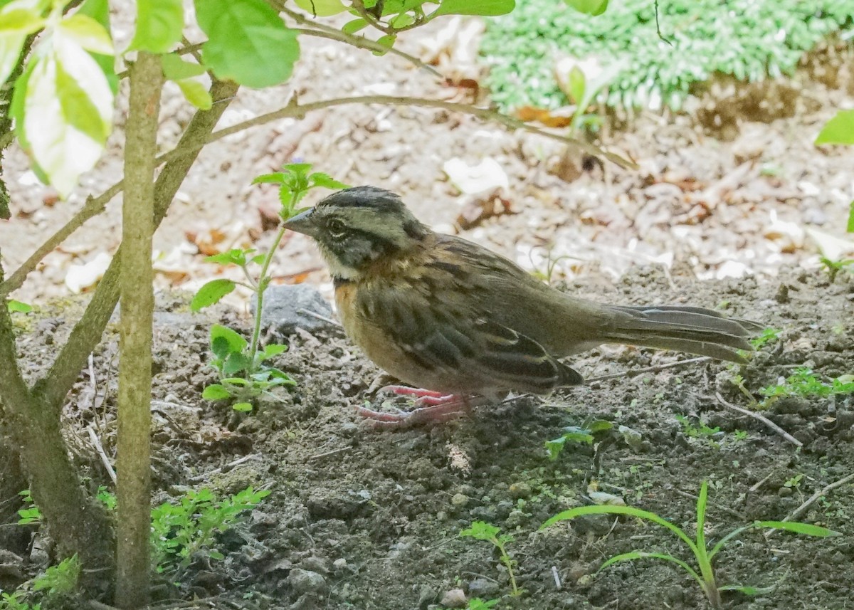 Rufous-collared Sparrow - Shawn Pfautsch