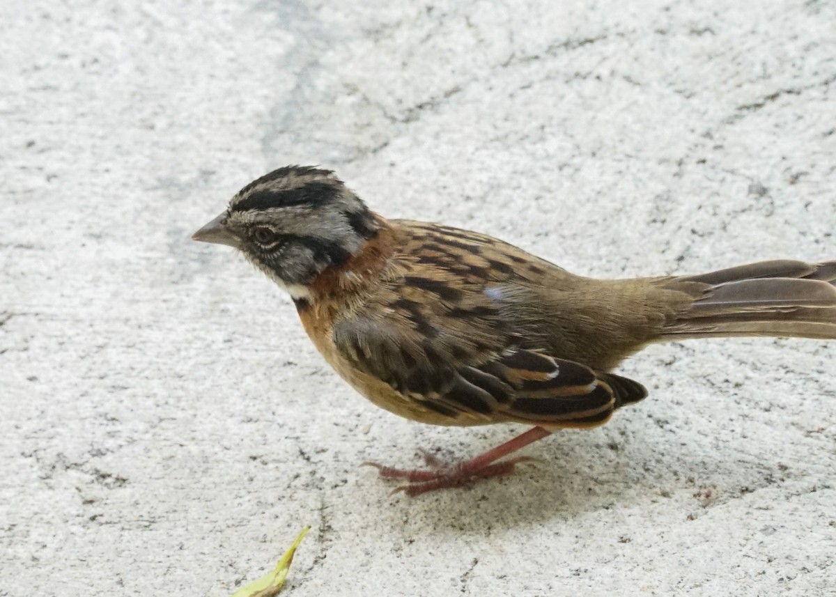 Rufous-collared Sparrow - Shawn Pfautsch