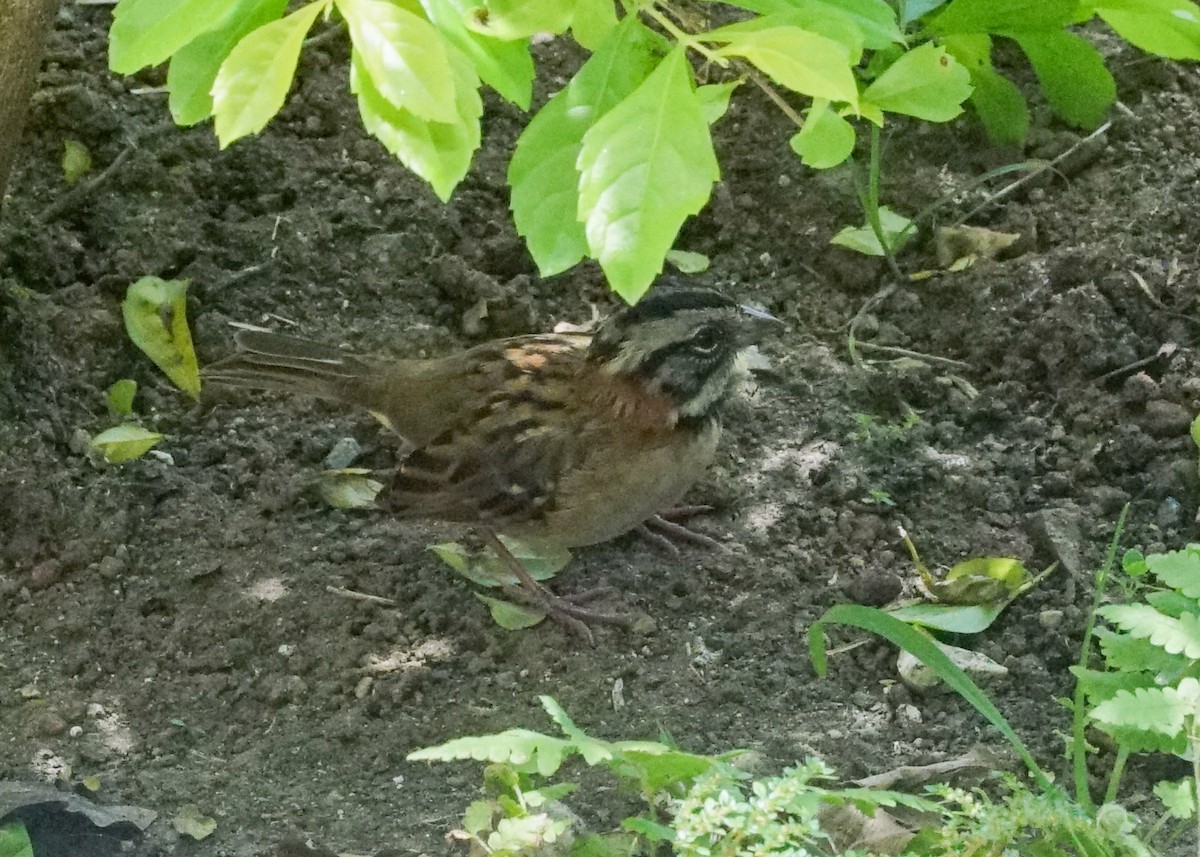 Rufous-collared Sparrow - ML618205713