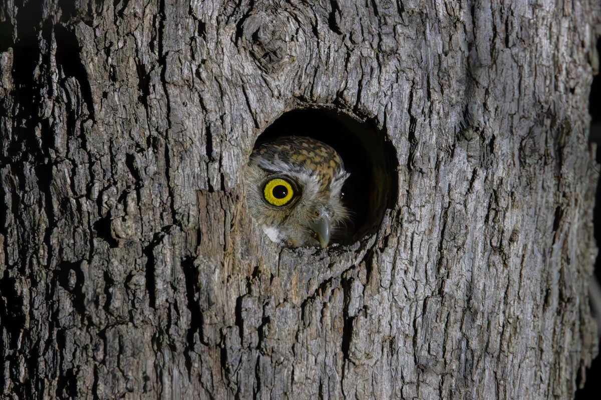 Elf Owl - Dylan Osterhaus