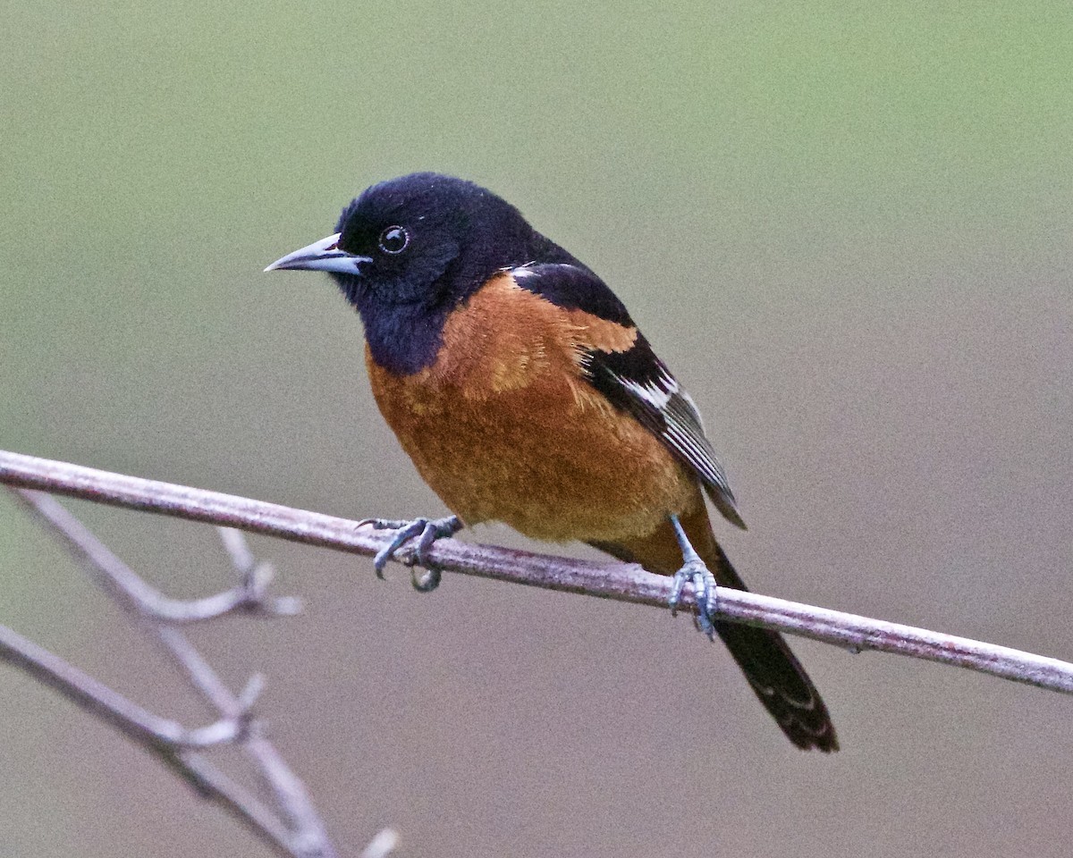 Orchard Oriole - ML618205731