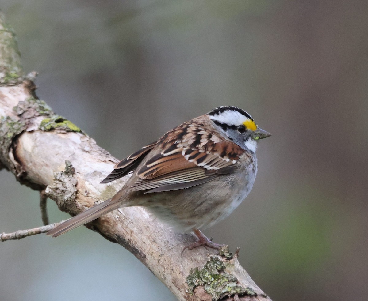 White-throated Sparrow - Chris Reeder