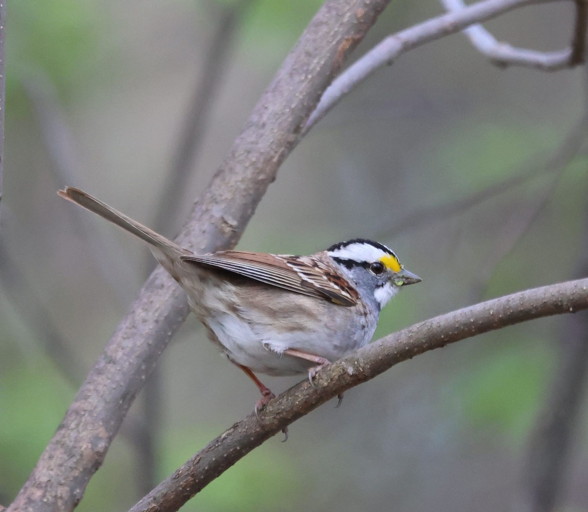 White-throated Sparrow - ML618205743