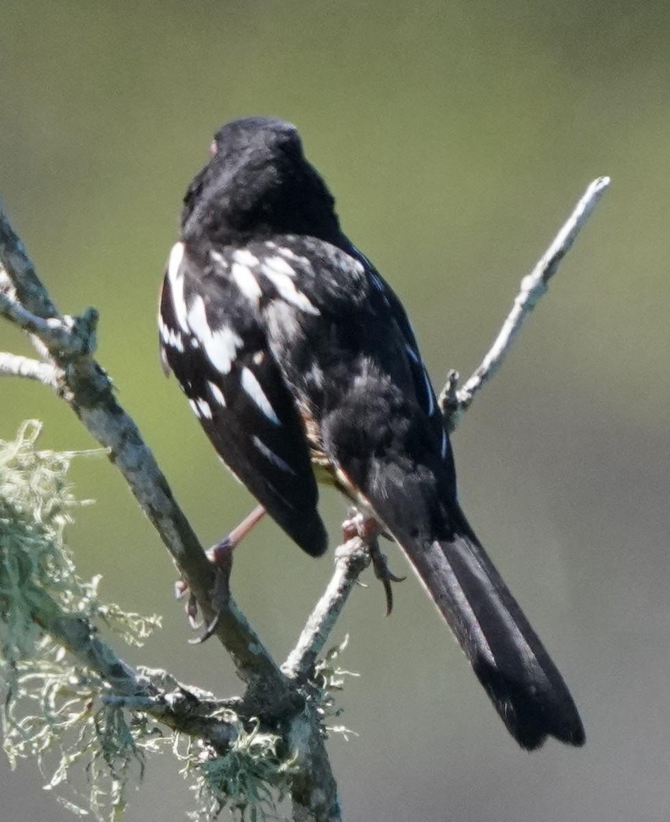 Spotted Towhee - ML618205753
