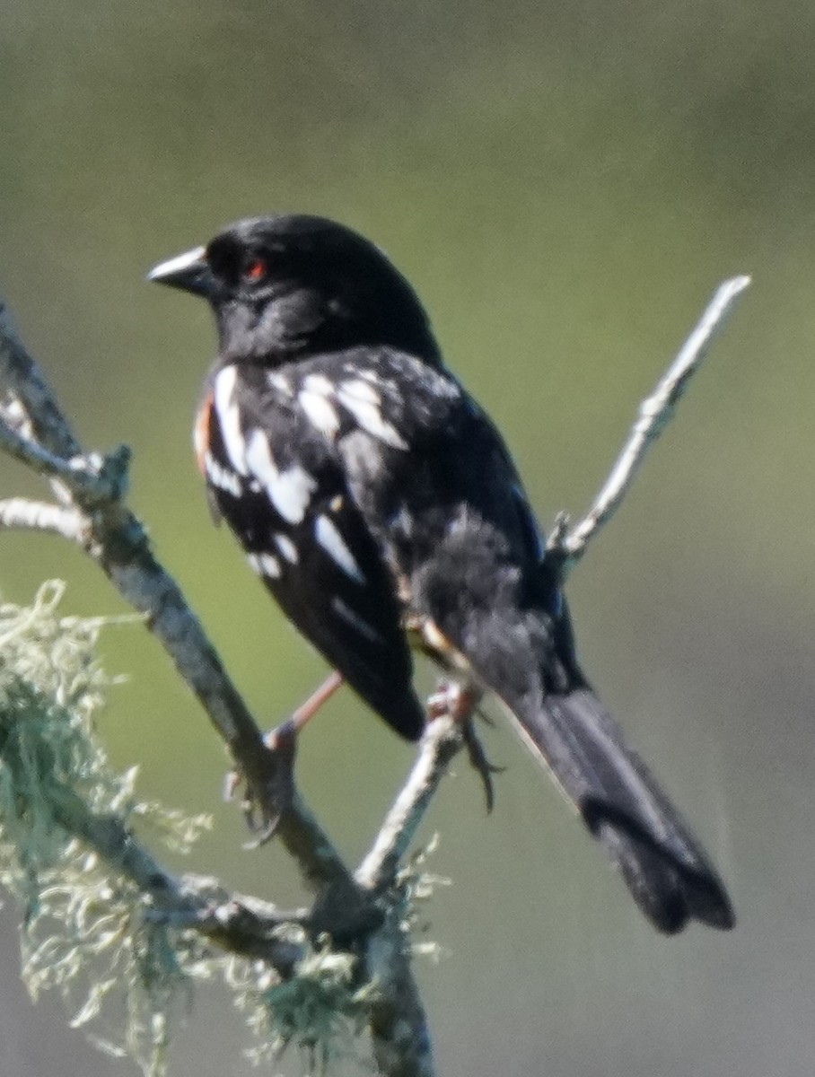 Spotted Towhee - ML618205754