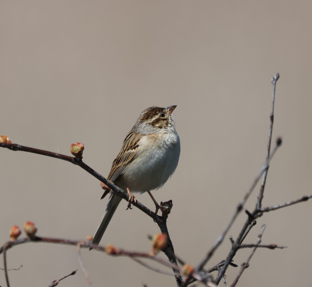 Clay-colored Sparrow - ML618205760