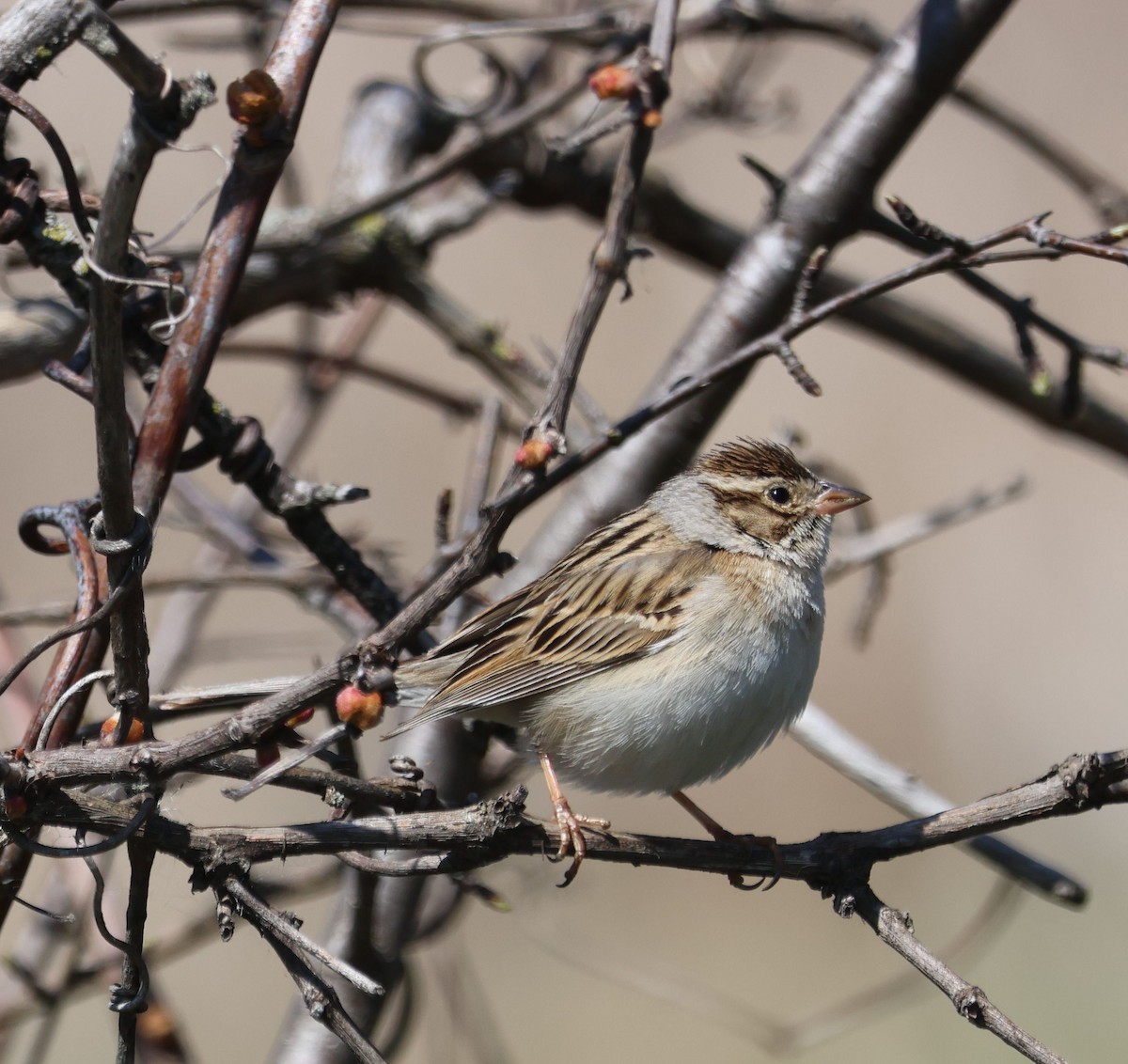 Clay-colored Sparrow - ML618205761
