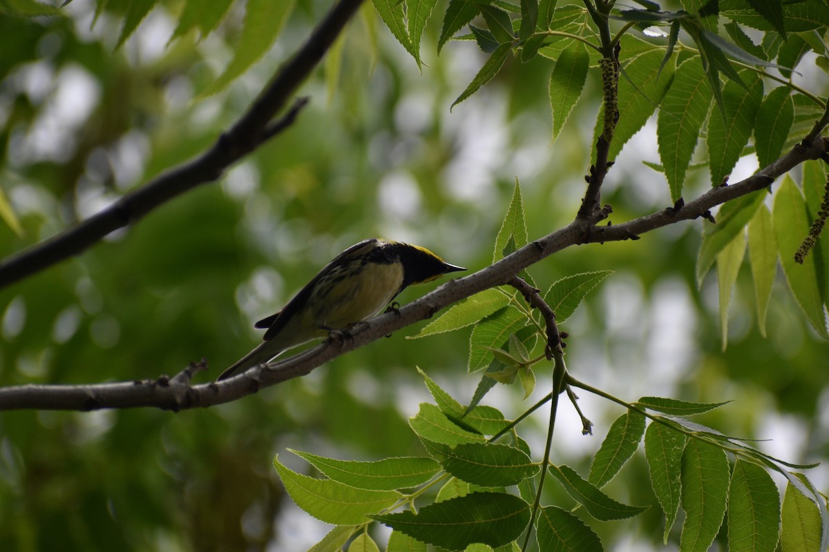 Black-throated Green Warbler - Parker Allie