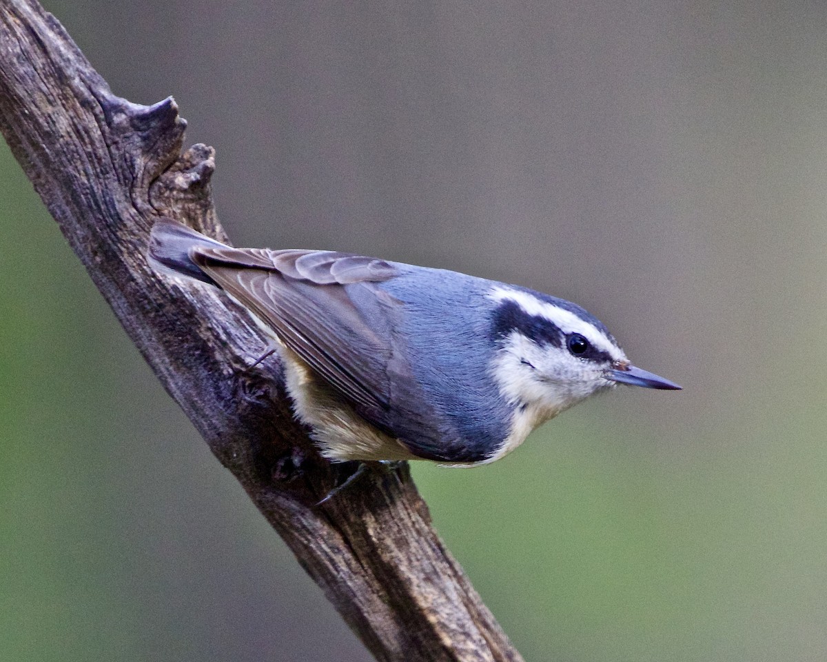 Red-breasted Nuthatch - ML618205788