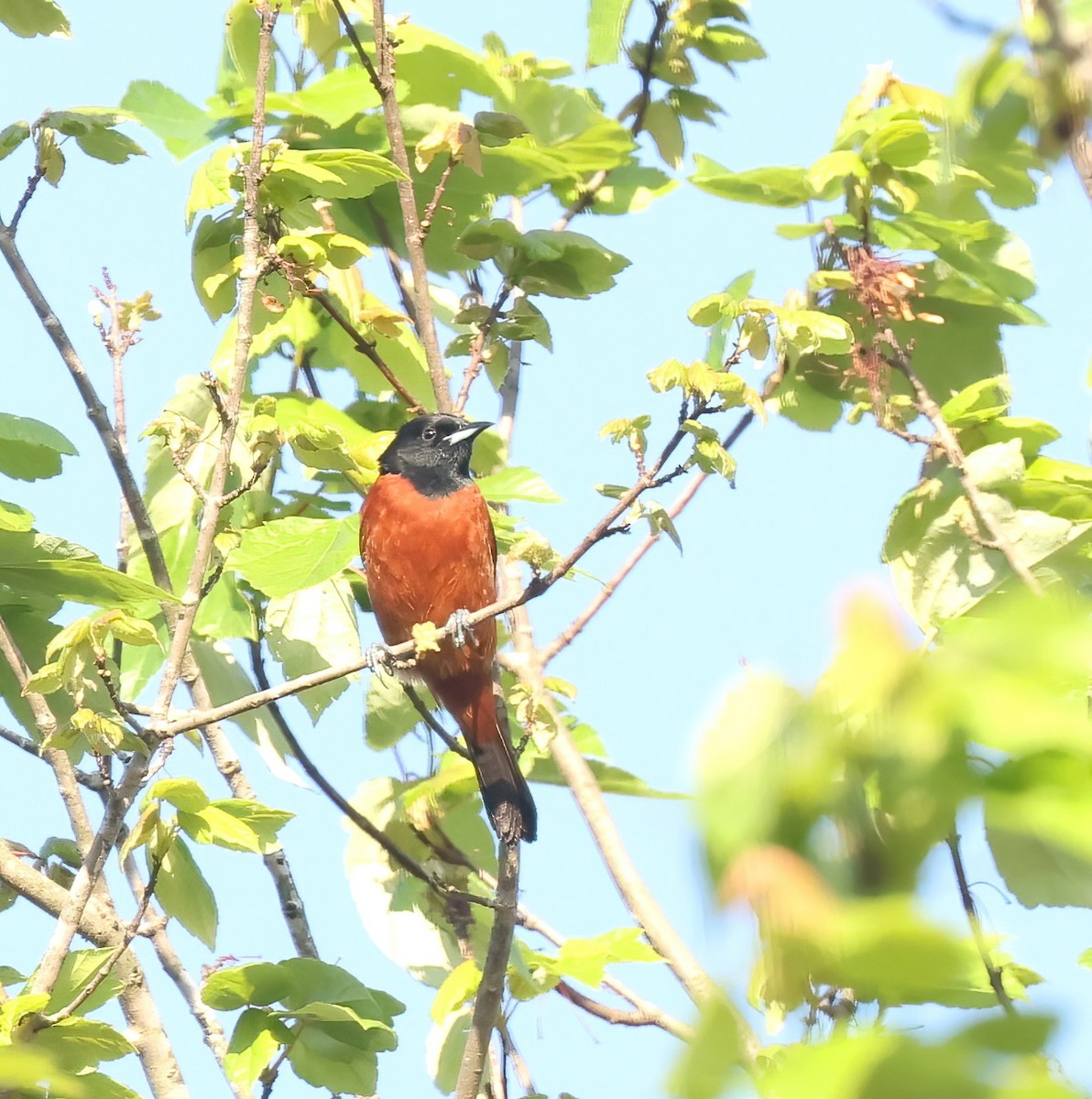 Orchard Oriole - ML618205813