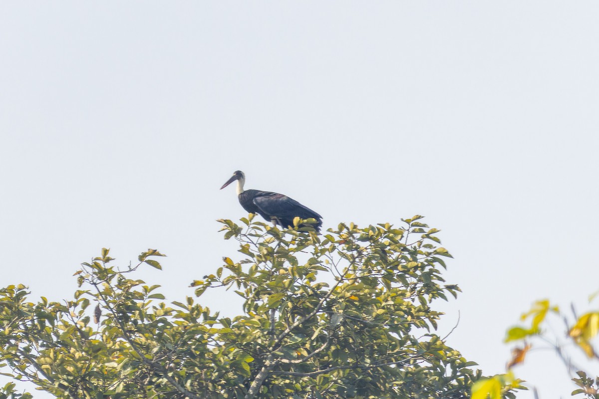 African Woolly-necked Stork - ML618205816