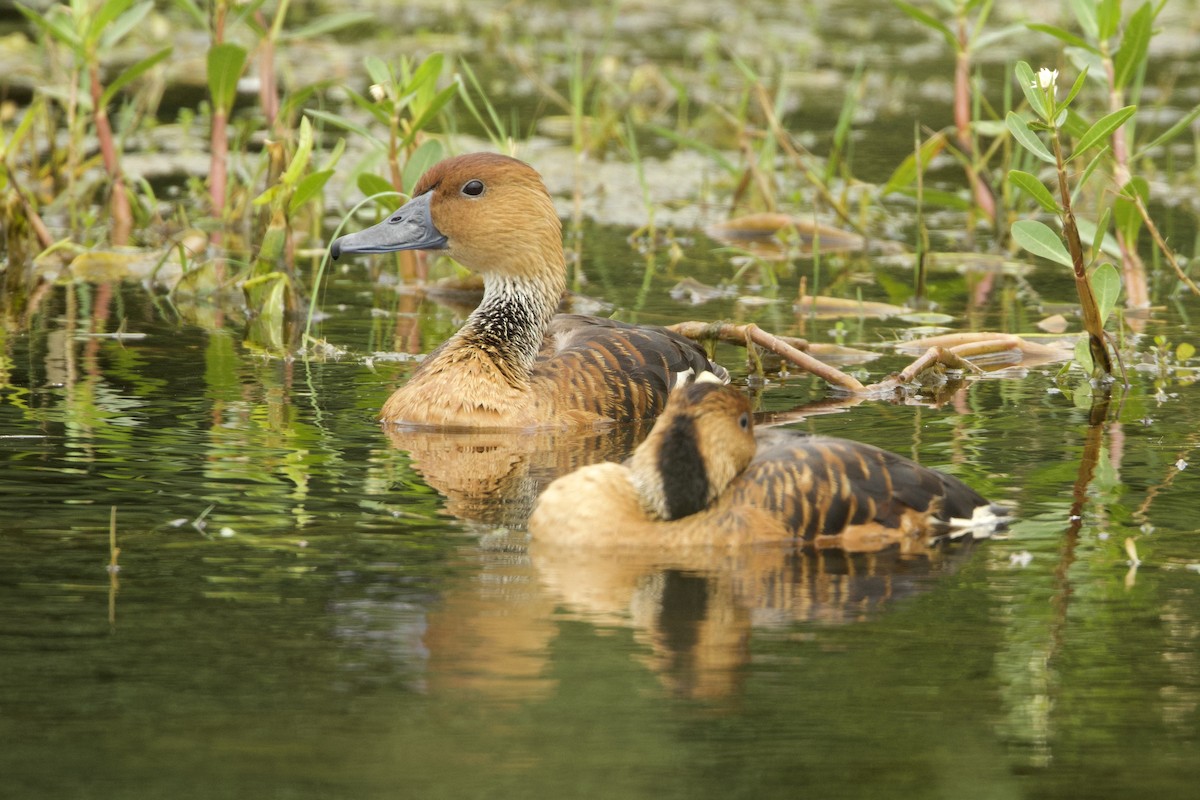 Fulvous Whistling-Duck - ML618205817