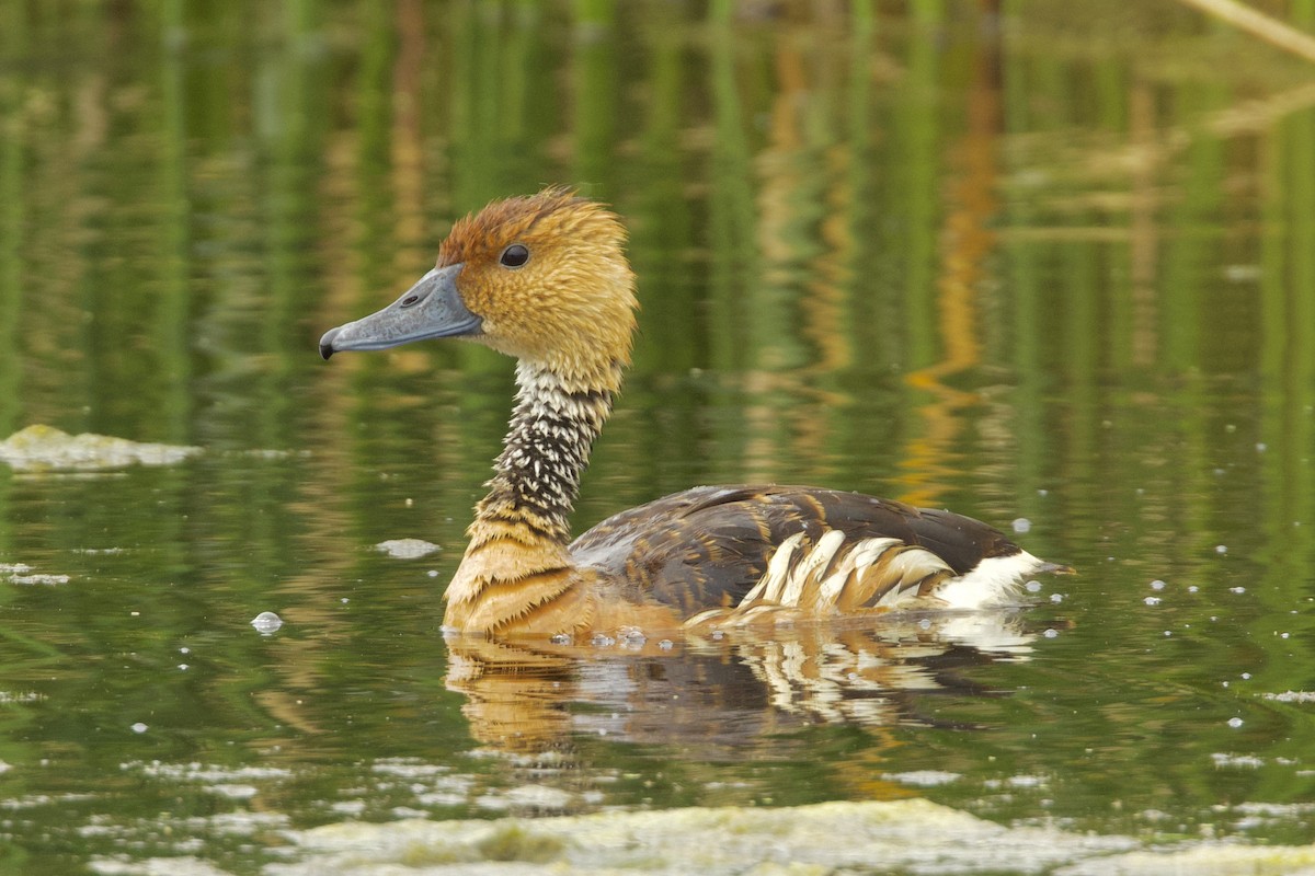 Fulvous Whistling-Duck - ML618205818