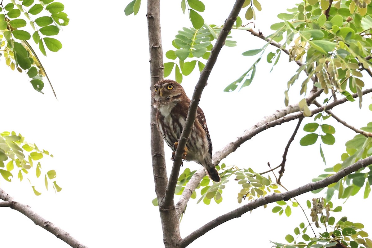 Ferruginous Pygmy-Owl - Charles Davies