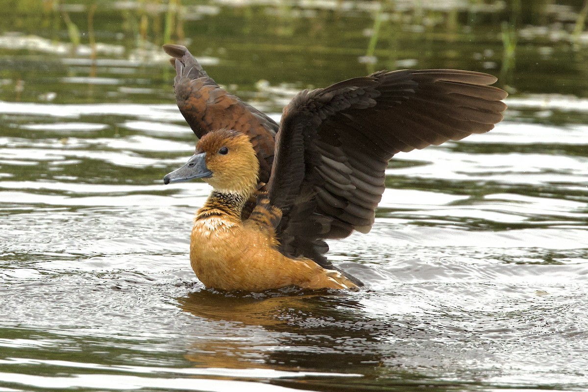 Fulvous Whistling-Duck - ML618205865
