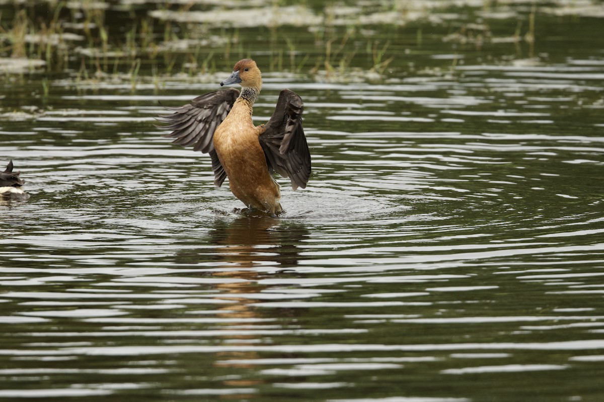 Fulvous Whistling-Duck - ML618205867