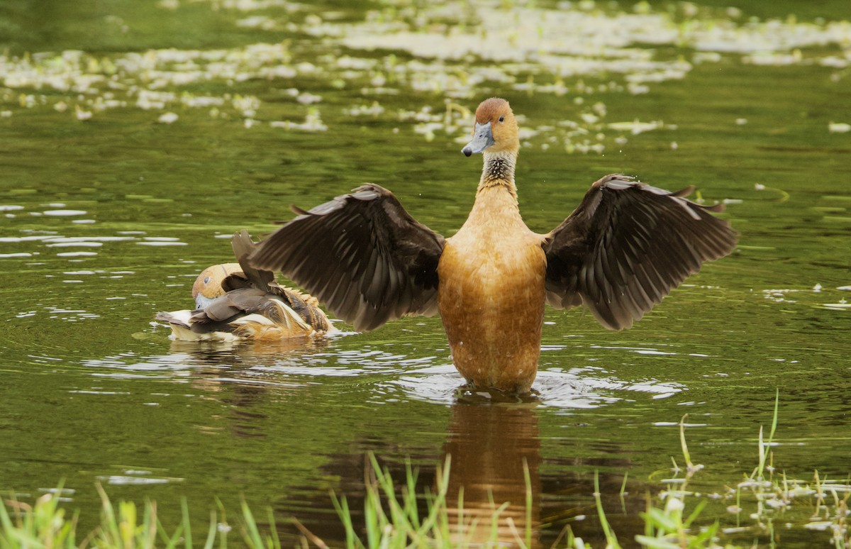 Fulvous Whistling-Duck - ML618205868