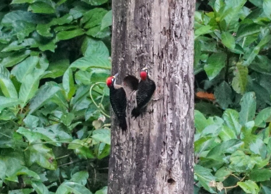 Black-cheeked Woodpecker - ML618205871