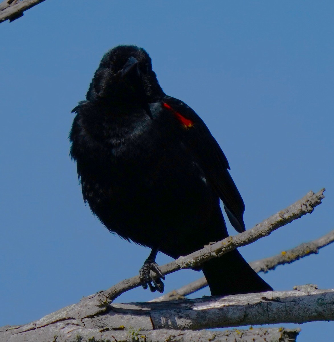 Red-winged Blackbird - ML618205889