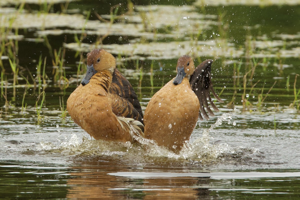 Fulvous Whistling-Duck - ML618205897