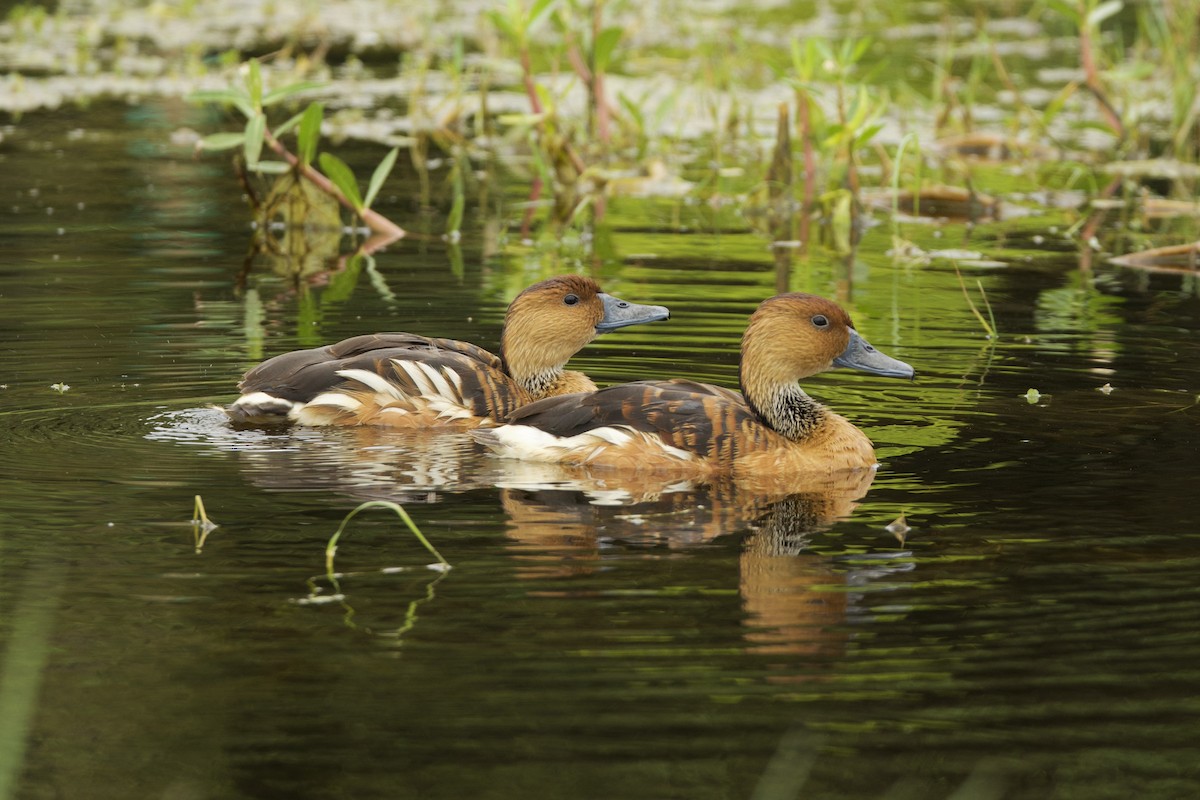 Fulvous Whistling-Duck - ML618205898