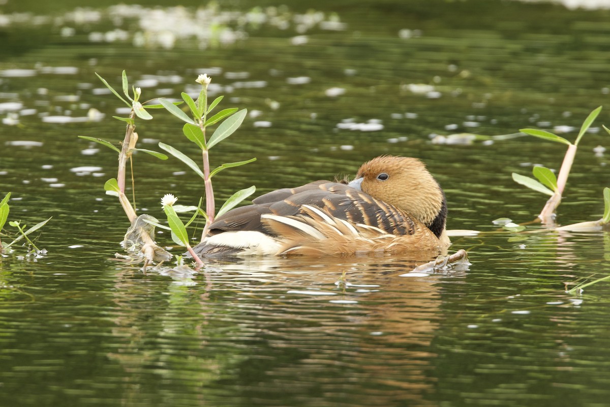 Fulvous Whistling-Duck - ML618205901
