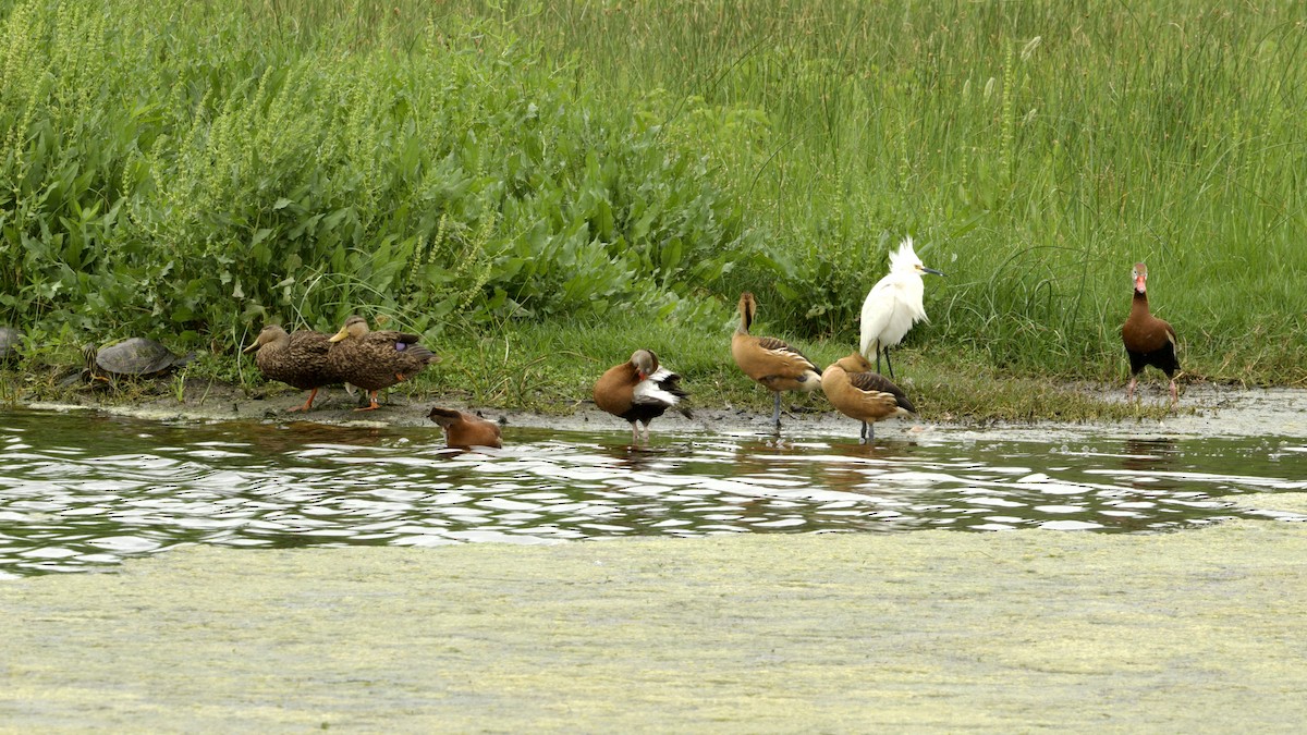 Fulvous Whistling-Duck - ML618205923