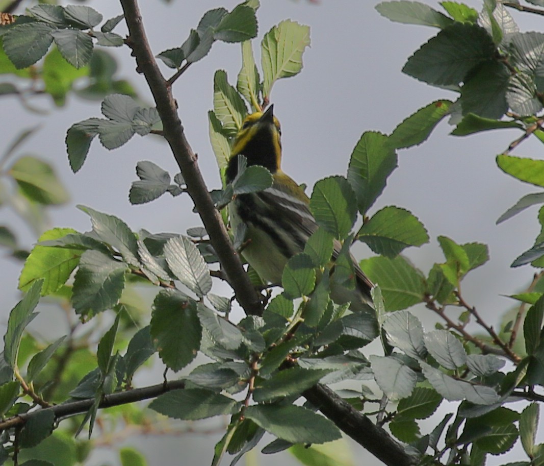 Black-throated Green Warbler - ML618205924