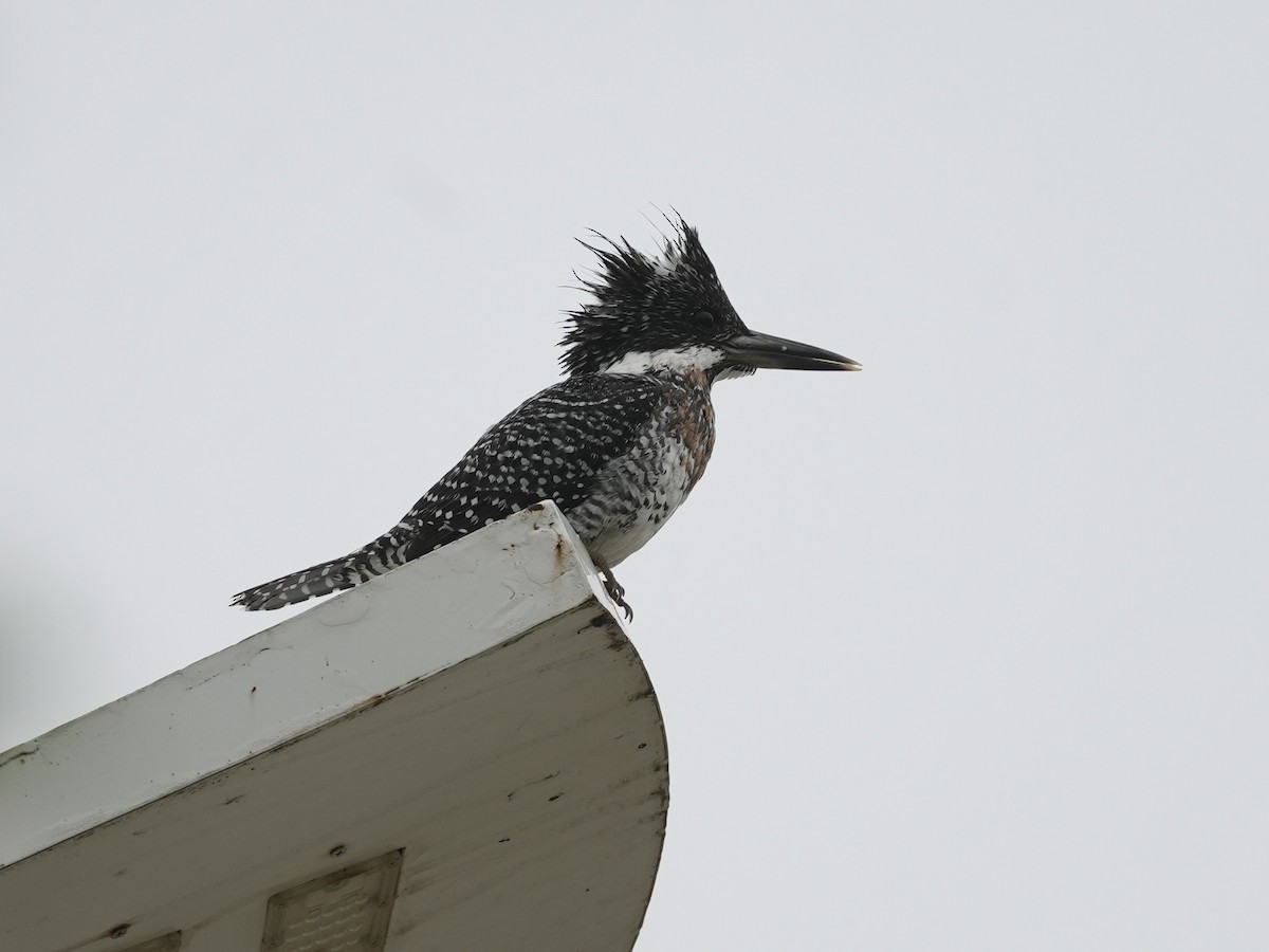 Crested Kingfisher - ML618205925