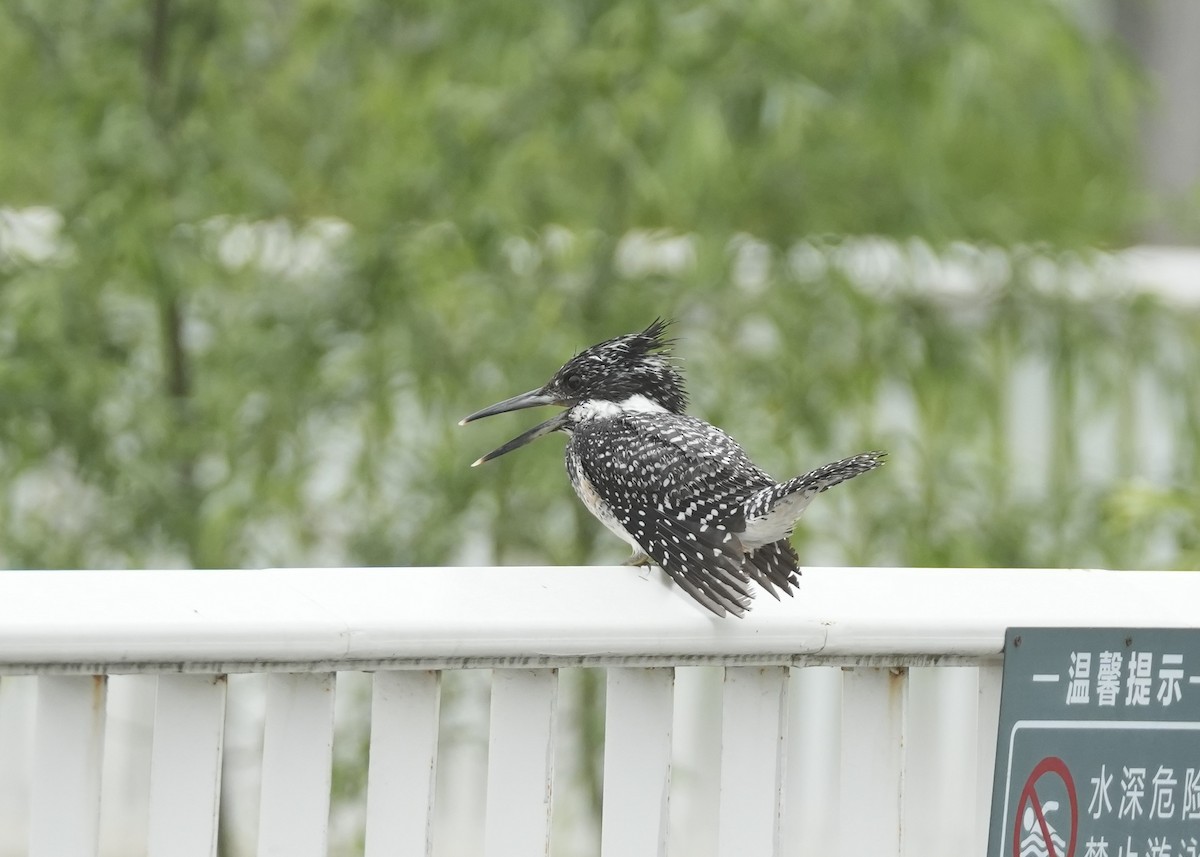 Crested Kingfisher - ML618205926