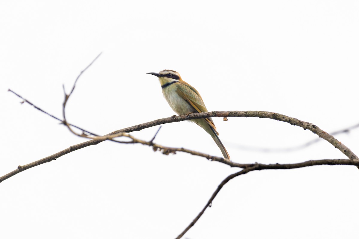 White-throated Bee-eater - ML618205947