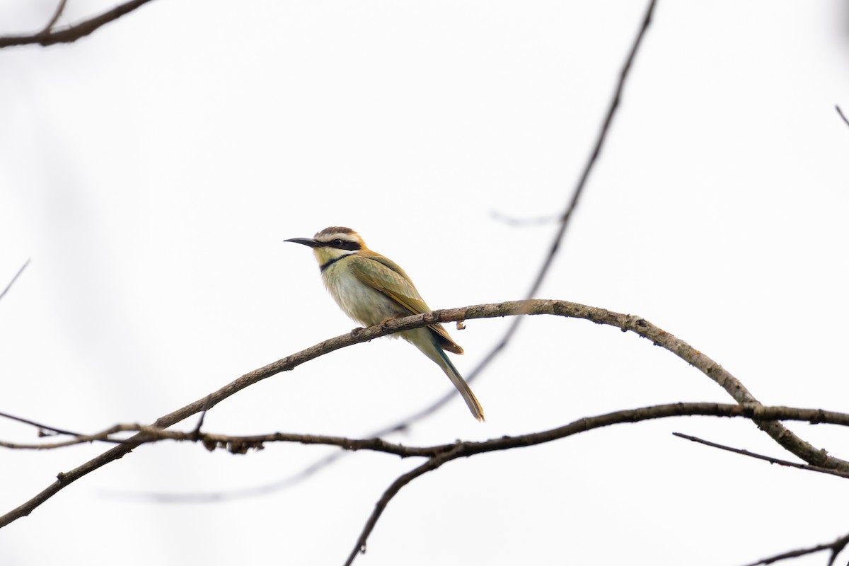 White-throated Bee-eater - ML618205948