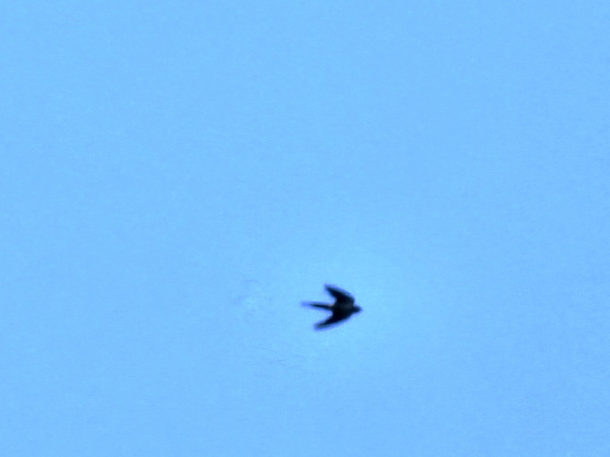 Striated Swallow - jason wu