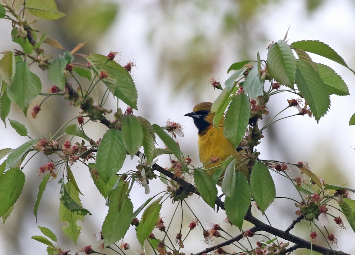 Orchard Oriole - ML618205989