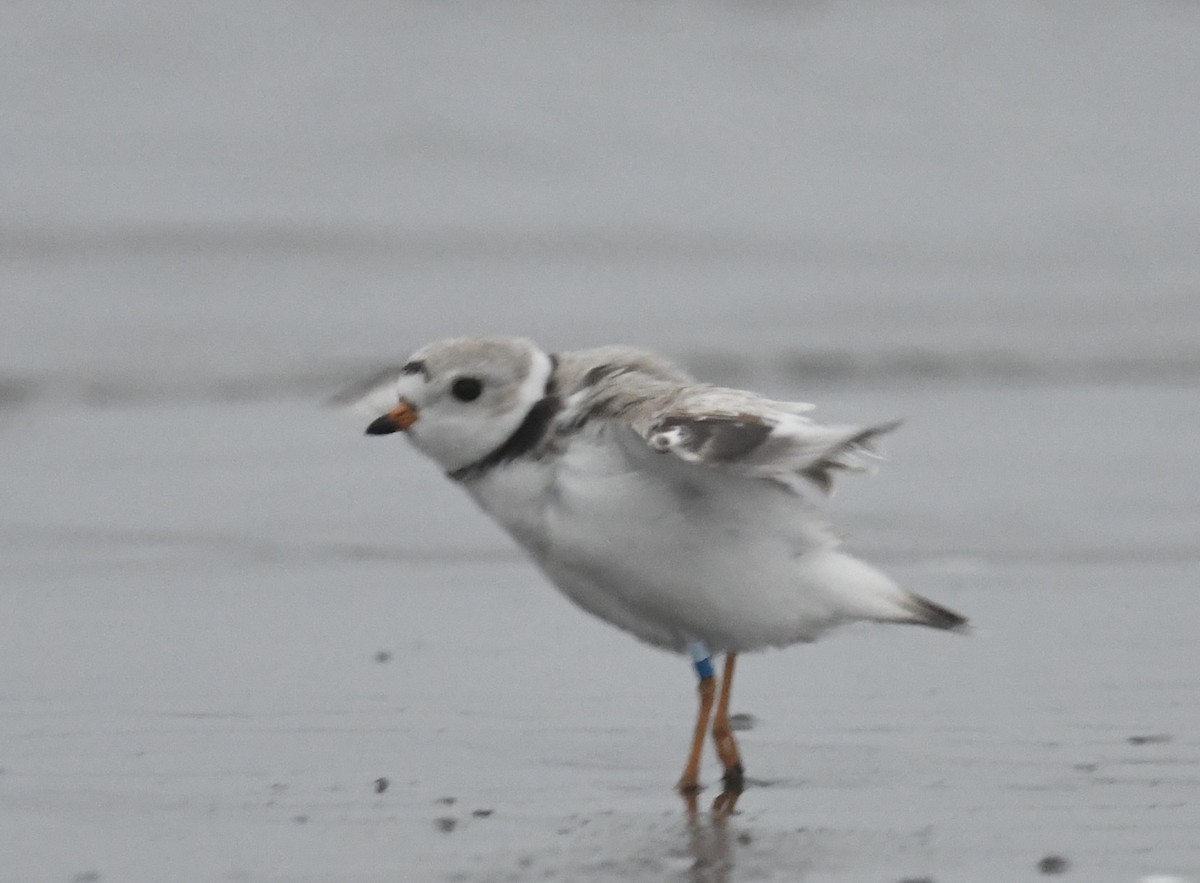 Piping Plover - ML618206004