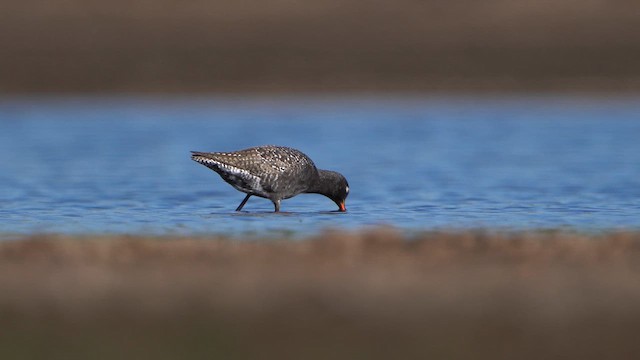 Spotted Redshank - ML618206009