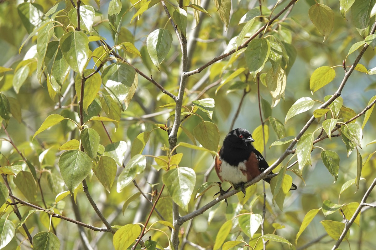 Spotted Towhee - ML618206038