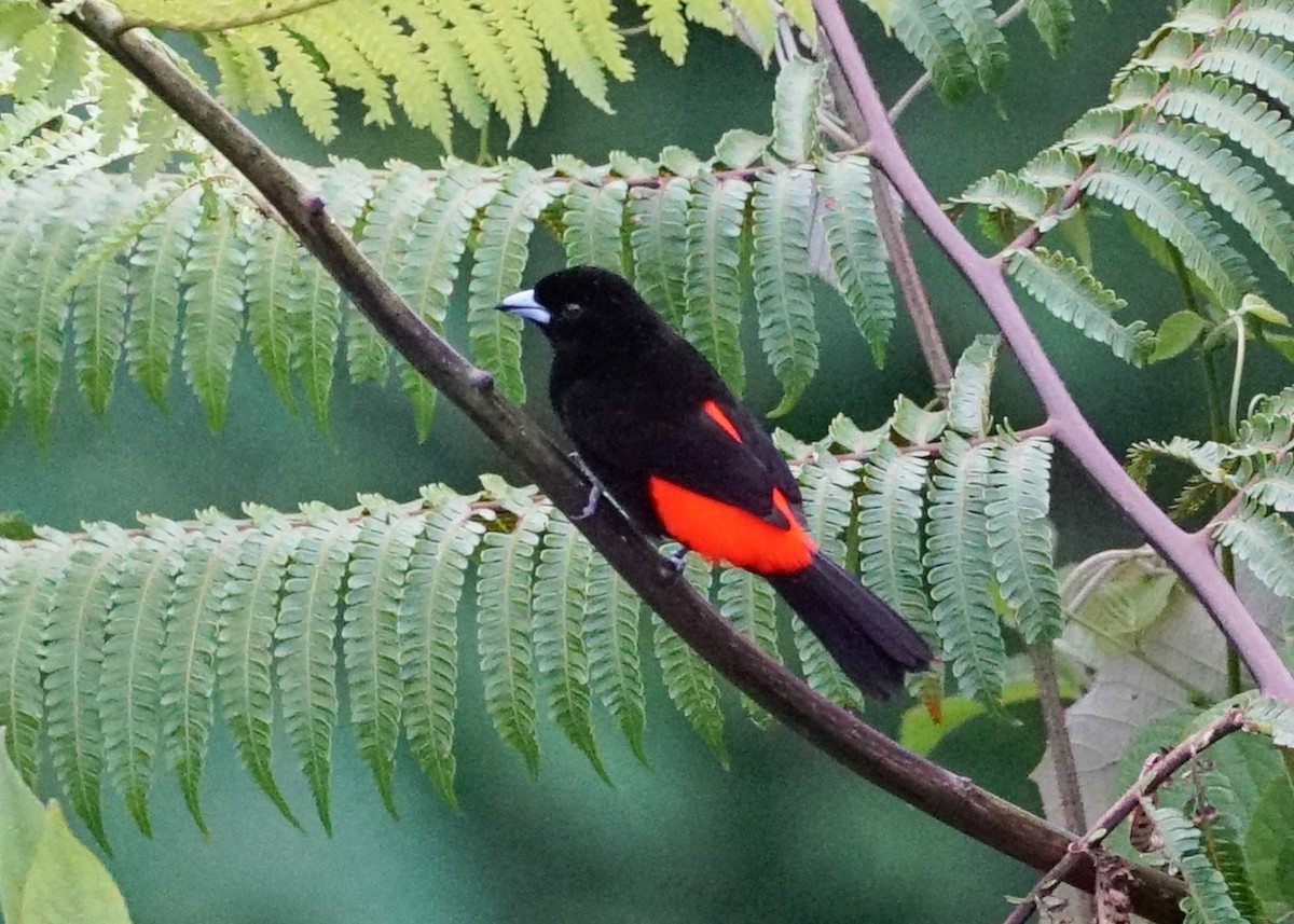 Scarlet-rumped Tanager - ML618206076