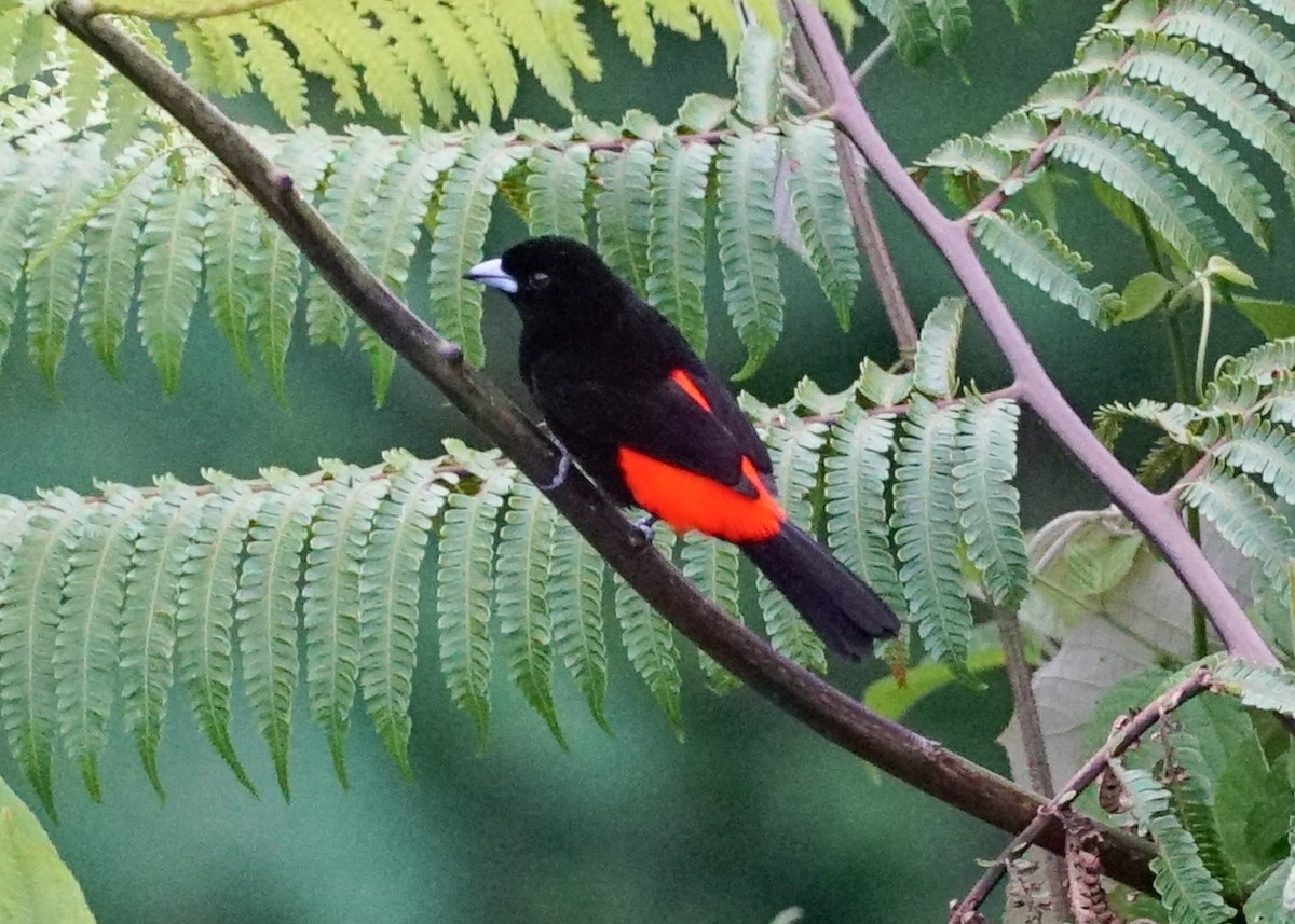 Scarlet-rumped Tanager - ML618206077