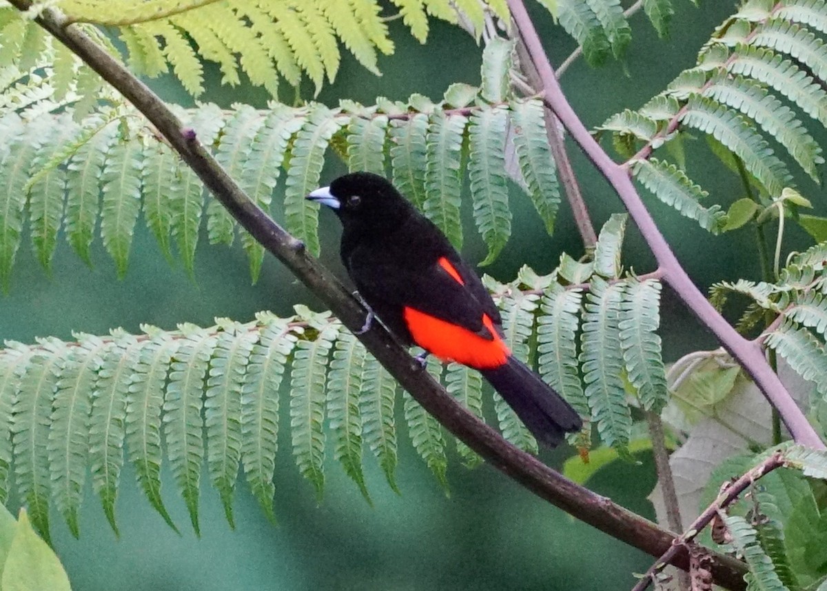 Scarlet-rumped Tanager - ML618206078
