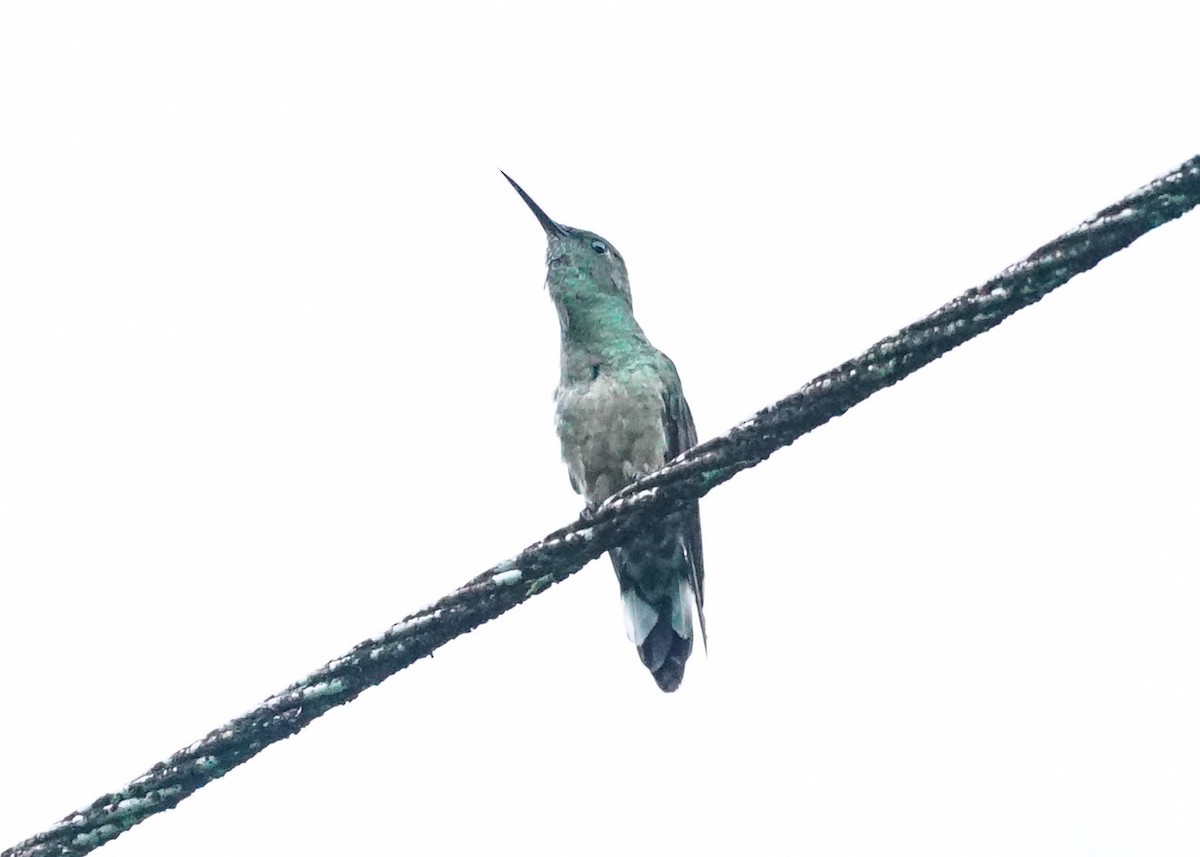 Scaly-breasted Hummingbird - ML618206088