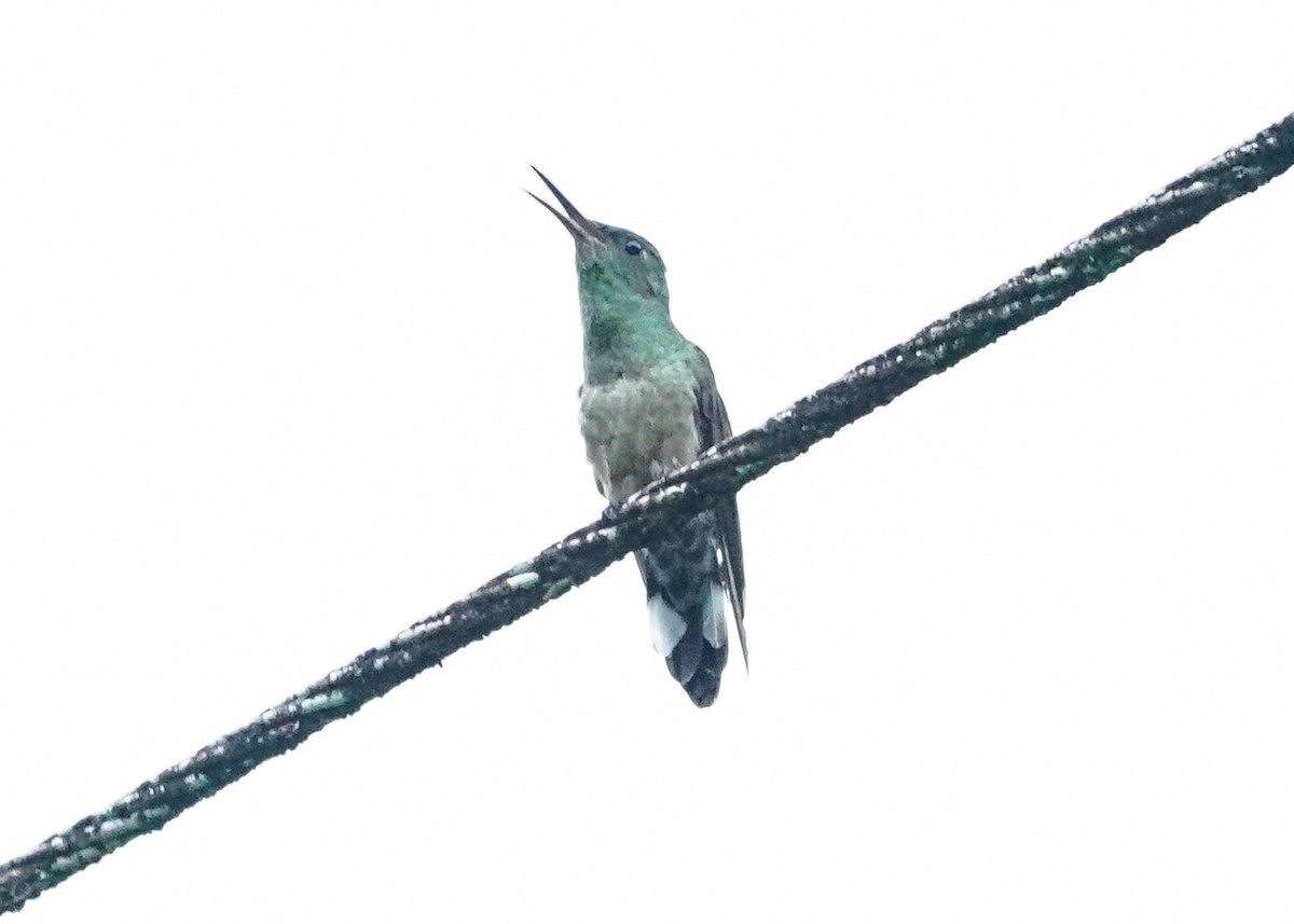 Scaly-breasted Hummingbird - Shawn Pfautsch
