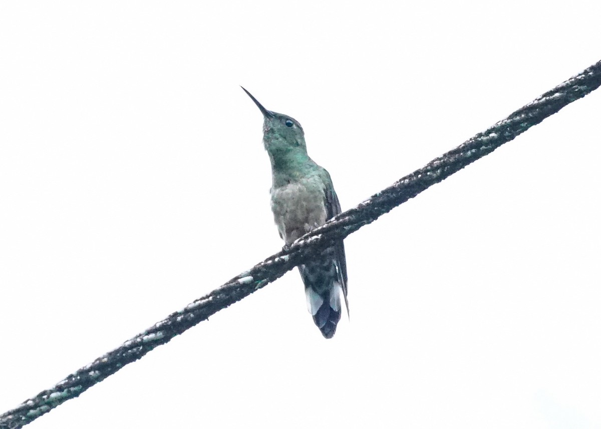 Scaly-breasted Hummingbird - ML618206090