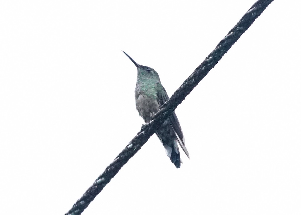Scaly-breasted Hummingbird - ML618206091