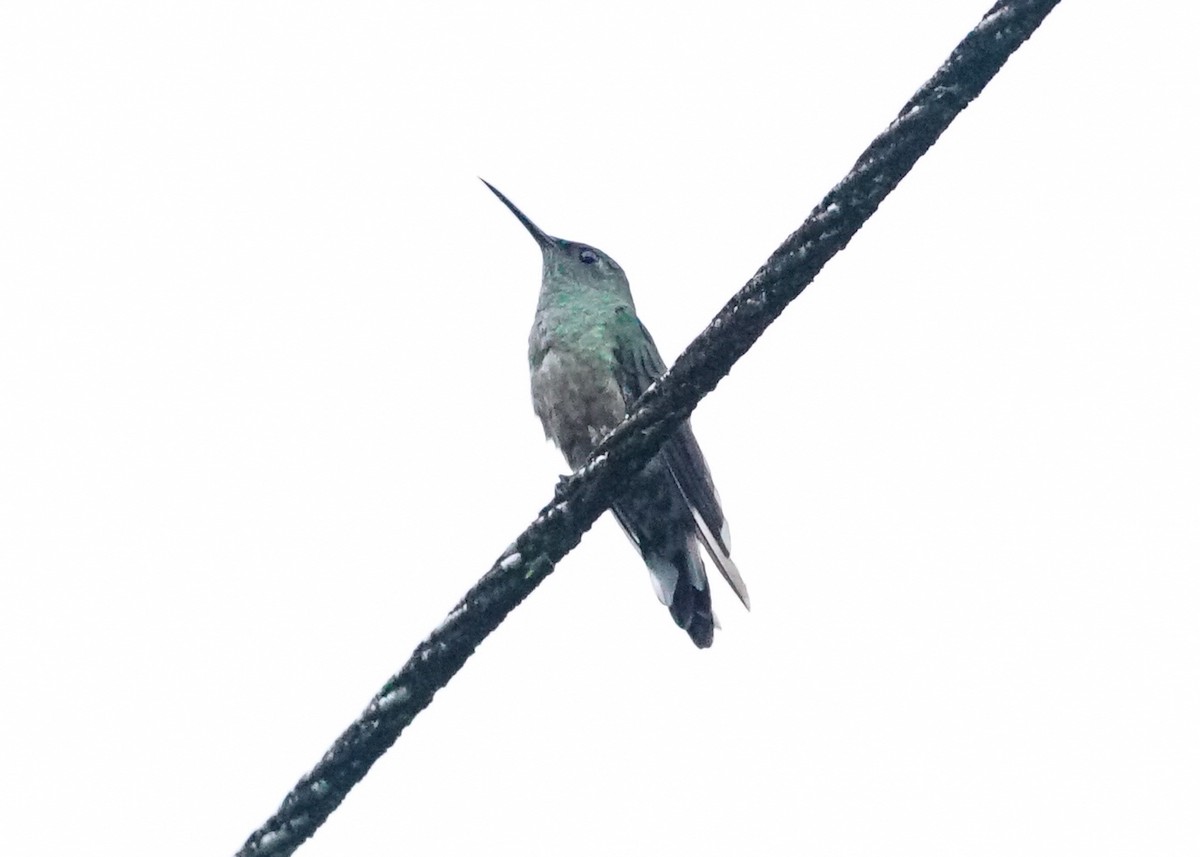 Scaly-breasted Hummingbird - ML618206092